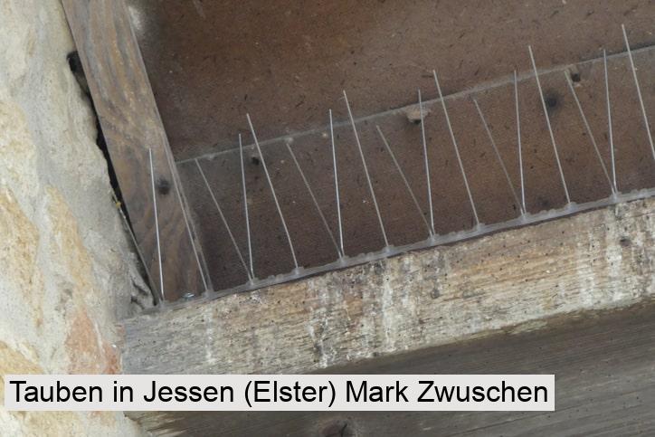 Tauben in Jessen (Elster) Mark Zwuschen